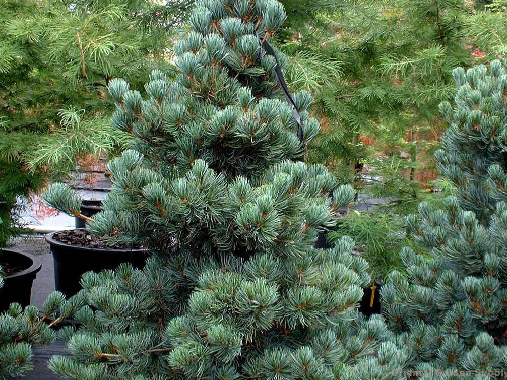 Сосна кедровая Глаука (Glauca)