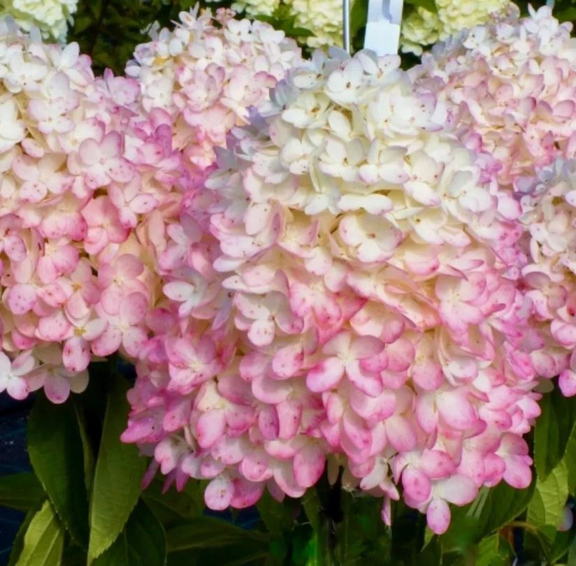 Гортензия метельчатая Мэджикал Свит Саммер (Magical Sweet Summer)