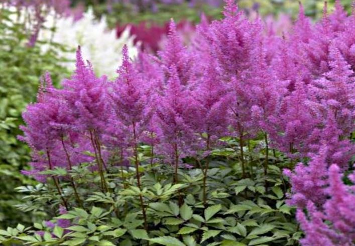 Астильба Арендса Аметист  (Amethyst) 