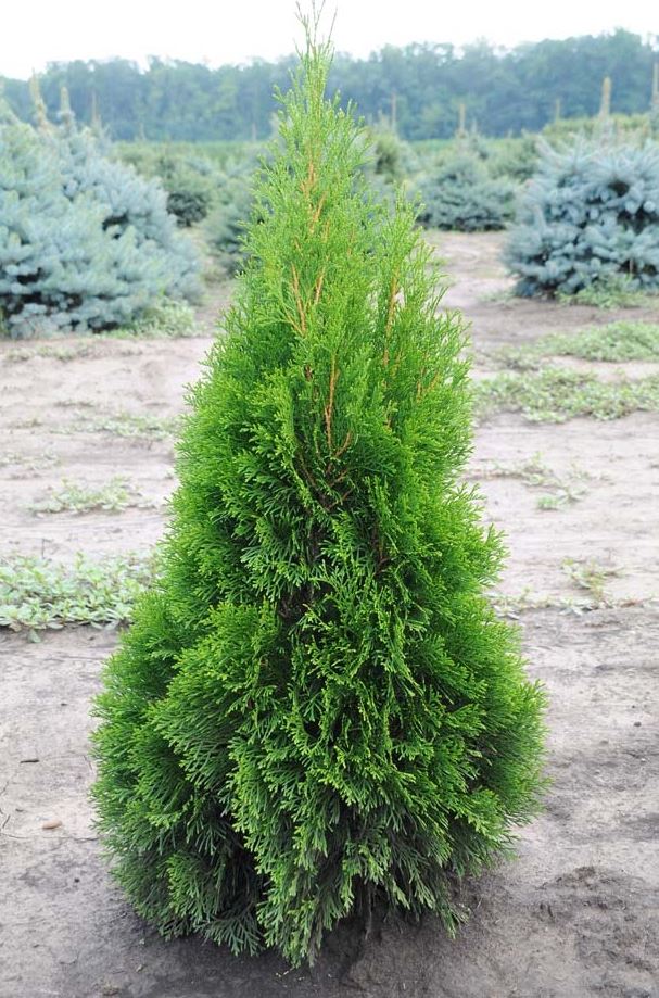 Туя западная (Thuja occidentalis)