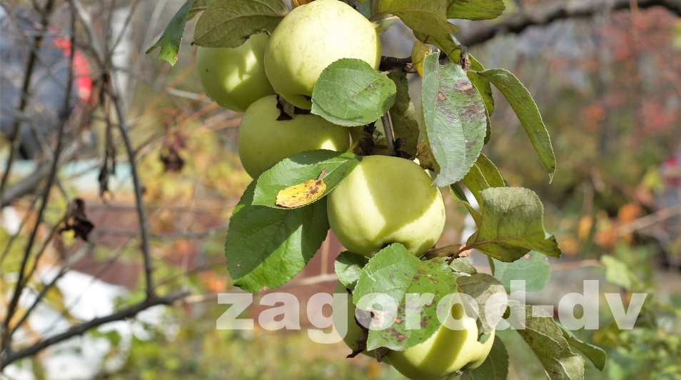 Яблоня Антоновка (Antonovka)