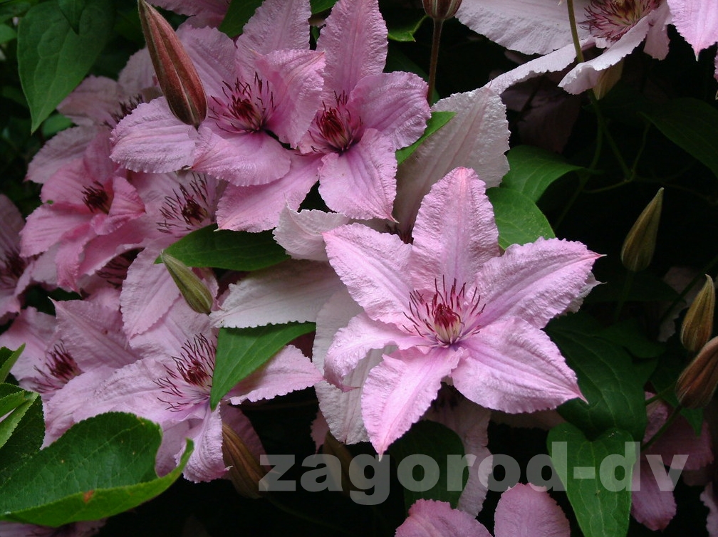 Клематис гибридный Хэгли Гибрид (Hagley Hybrid) 