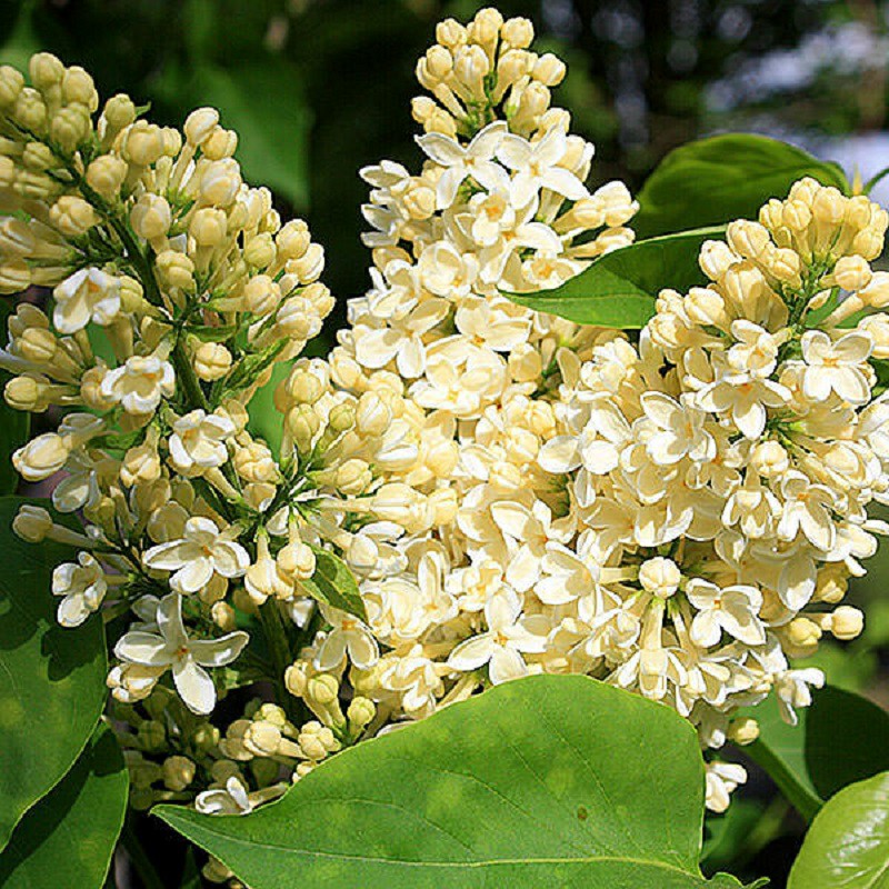 Сирень обыкновенная Примроуз (Primrose)