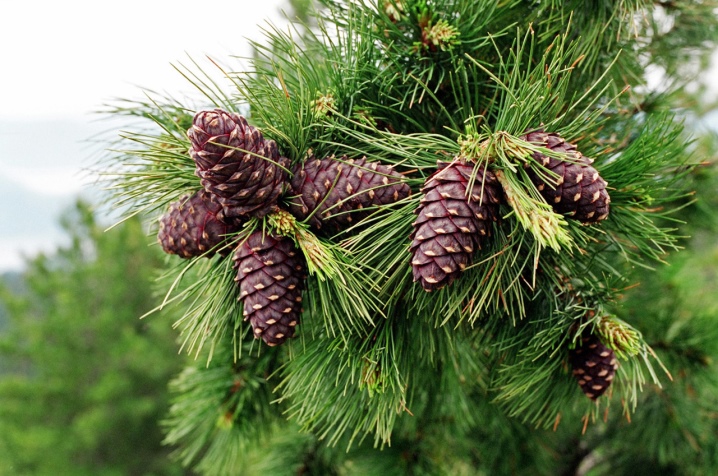 Сосна кедровая Компакта Глаука (Compacta Glauca)