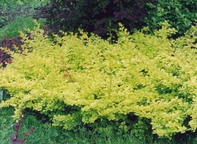 Барбарис Тунберга Голден Карпет (Golden Carpet®)