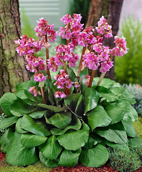 Бадан сердцелистный Пурпуреа (Purpurea)