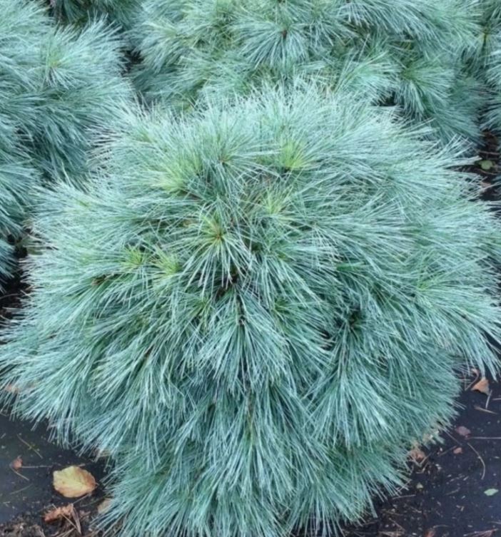 Сосна Веймутова Блю Шег (Blue Shag)