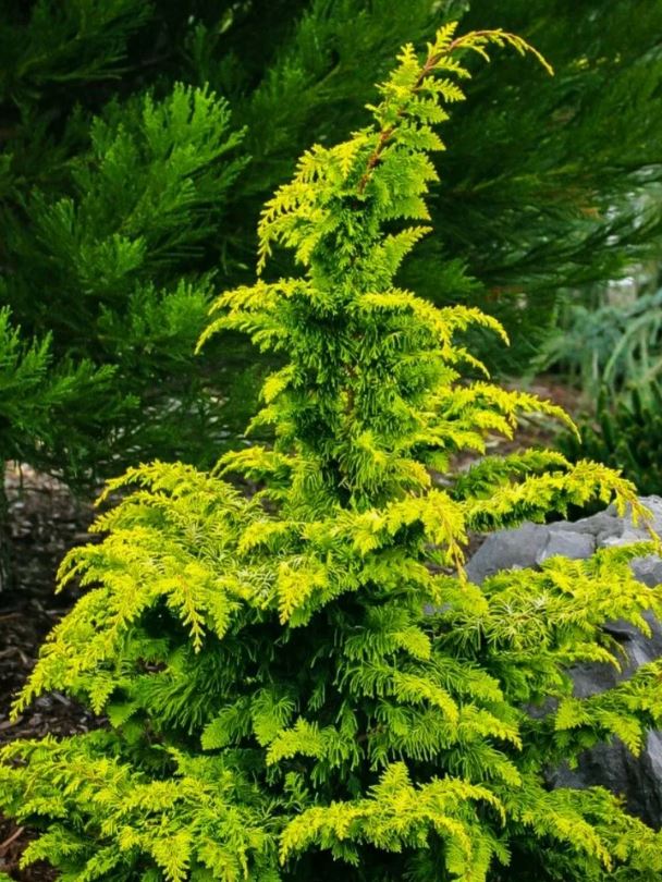 Кипарисовик туполистный Фернспрей Голд (Fernspray Gold)