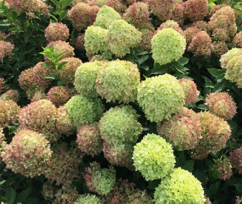 Гортензия метельчатая Литтл Лайм (Little lime)