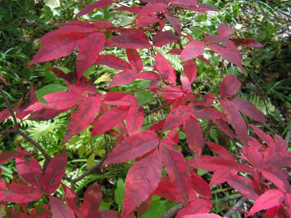 Клен маньчжурский (Acer mandshuricum)