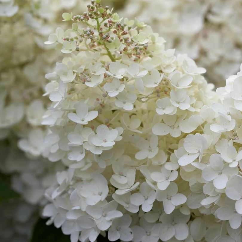 Гортензия метельчатая Грандифлора (Grandiflora) контейнер 15 л БАЭ19