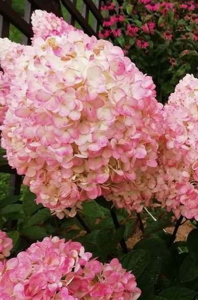 Гортензия метельчатая Мэджикал Свит Саммер (Magical Sweet Summer)