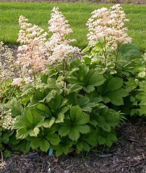 Роджерсия конскокаштанолистная (aesculifolia) 