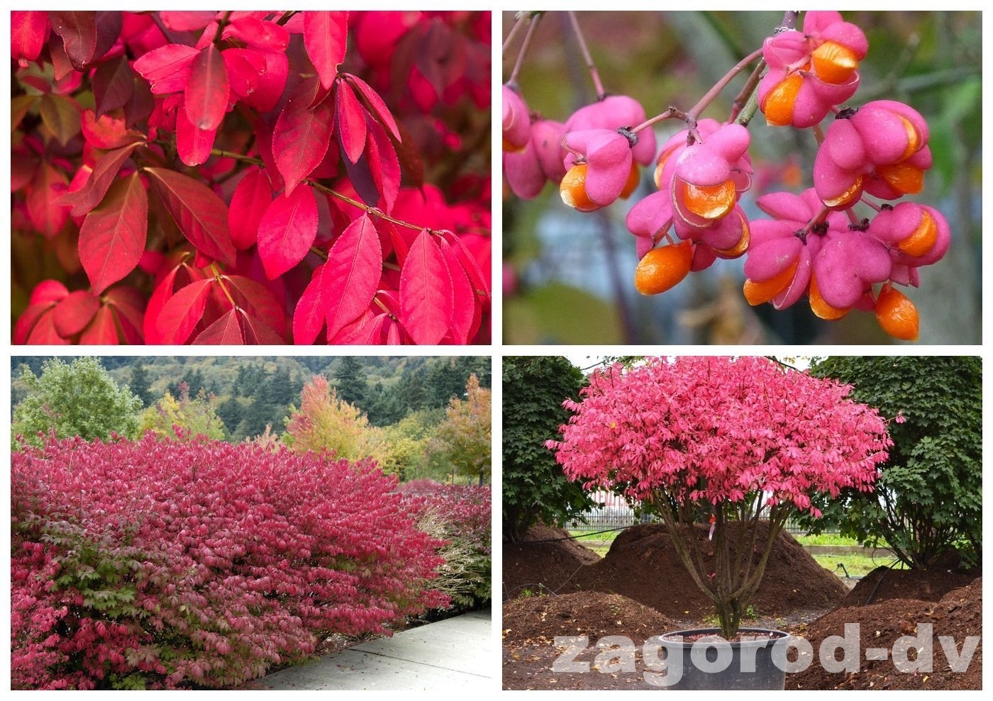 Бересклет крылатый  (Euonymus alatus)