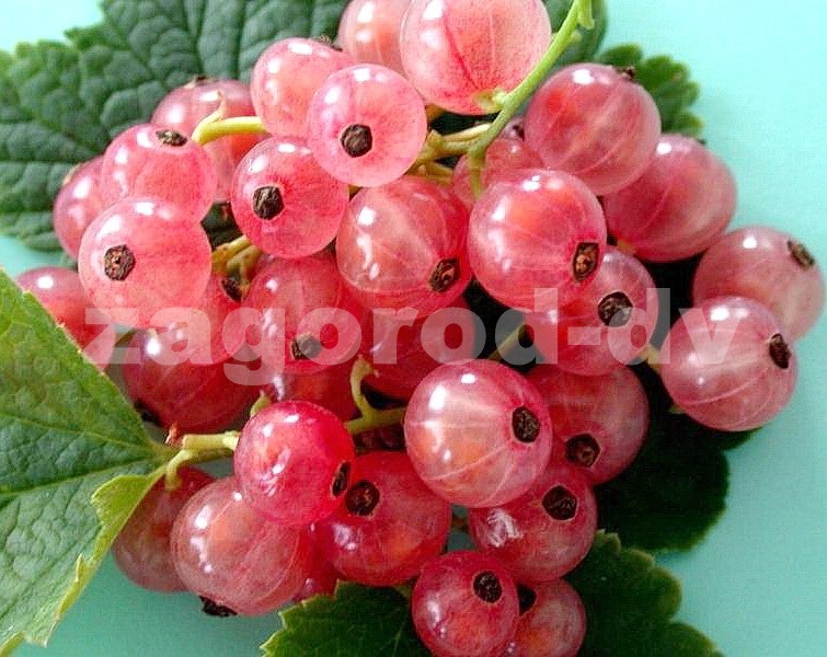 Смородина Розовая голландская 