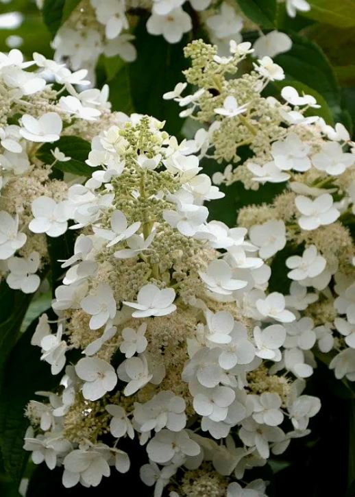 Гортензия метельчатая Вайт Леди (White Lady)