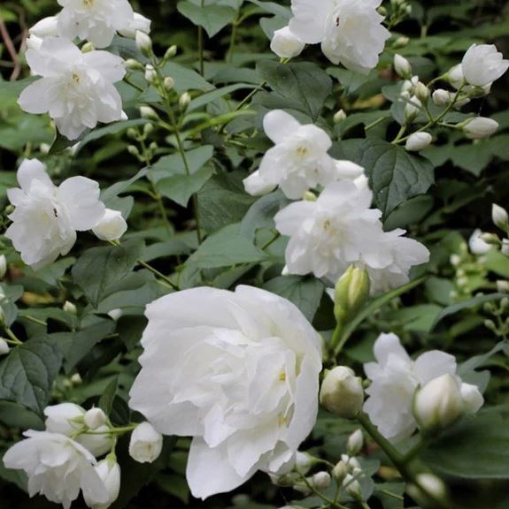 Чубушник Дам Бланш (Dame Blanche)