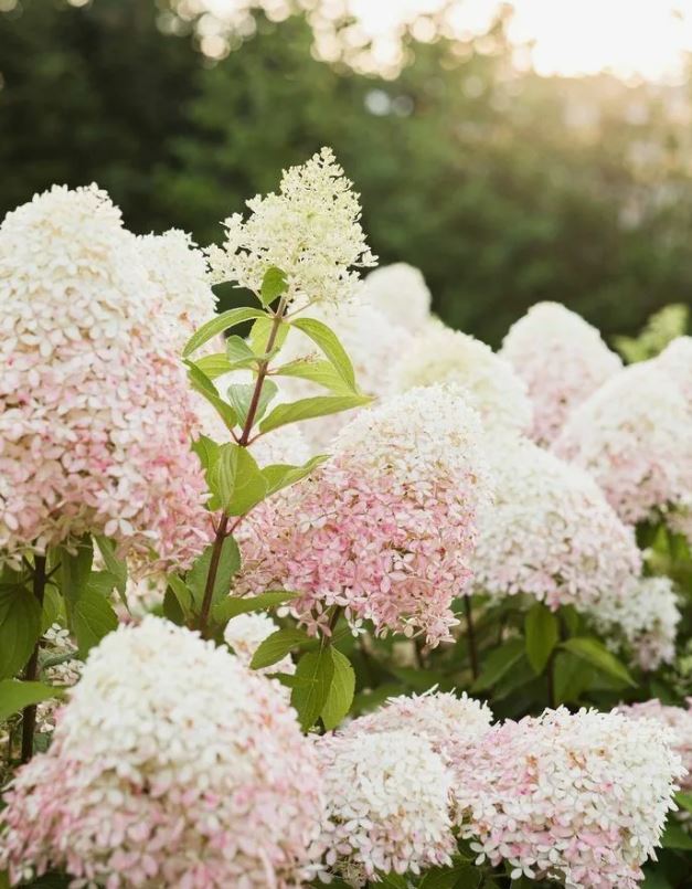 Гортензия метельчатая Роял Флауэр (Royal Flower) лицензионный сорт