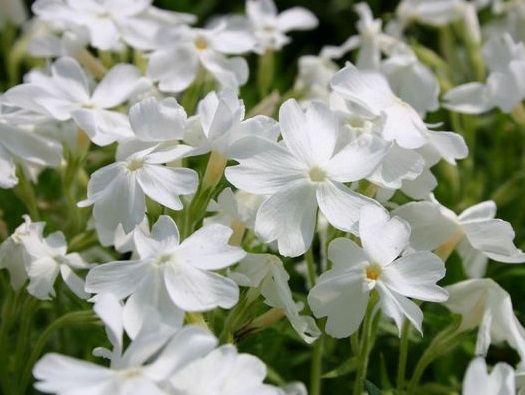 Флокс шиловидный Вайт Делайт (White Delight) 