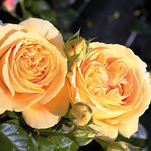 Роза чайно-гибридная Люмен (Lumen) 