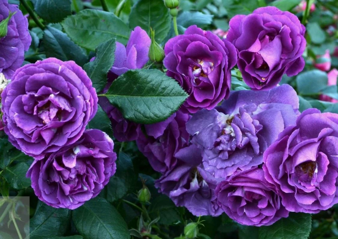 Роза флорибунда Блюбель (Bluebell)