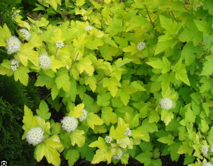 Пузыреплодник калинолистный (Physocarpus opulifolius) 