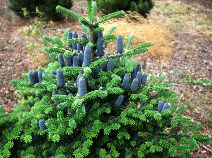 Пихта корейская (Abies koreana)