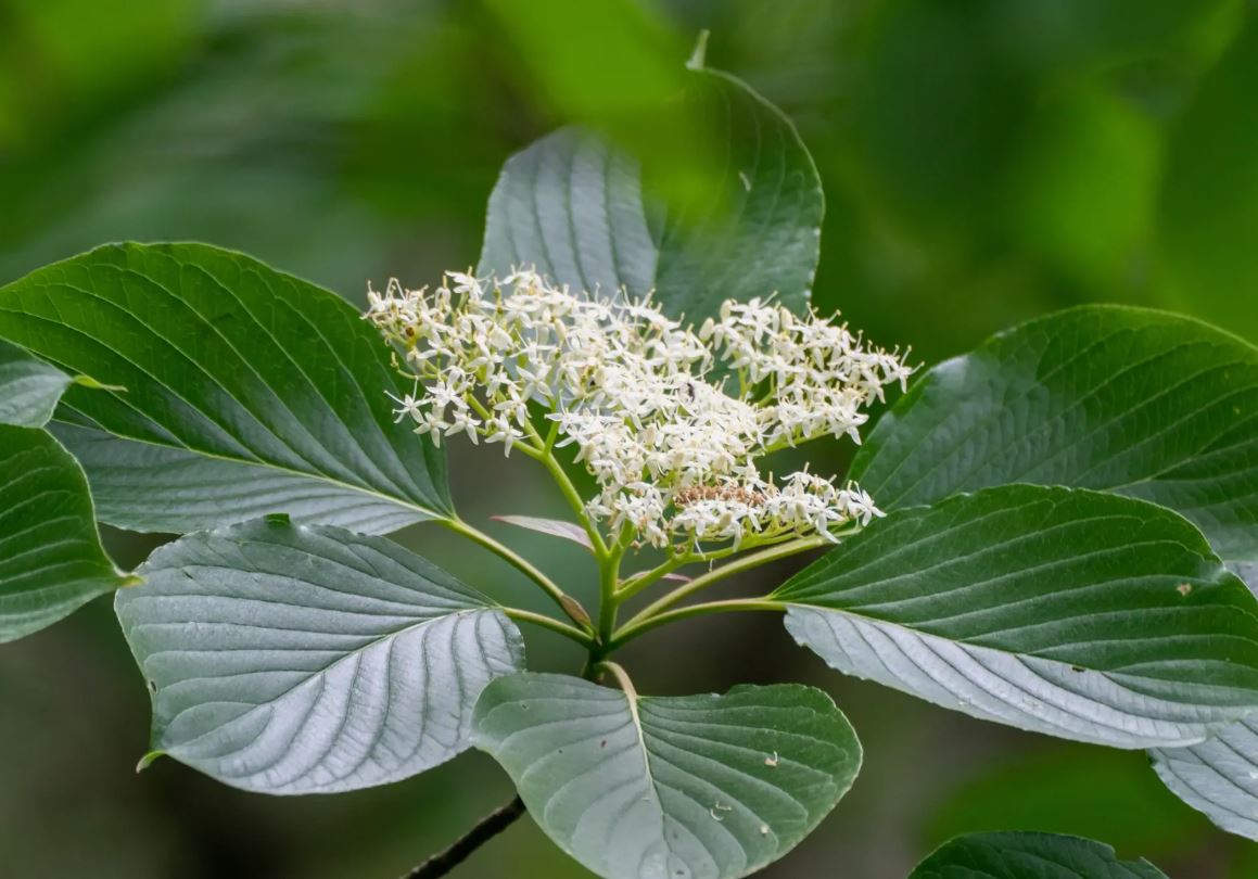 Дерен спорный (Cornus controversa)																													