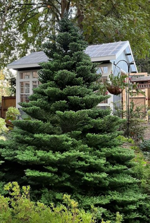 Пихта корейская (Abies koreana) 