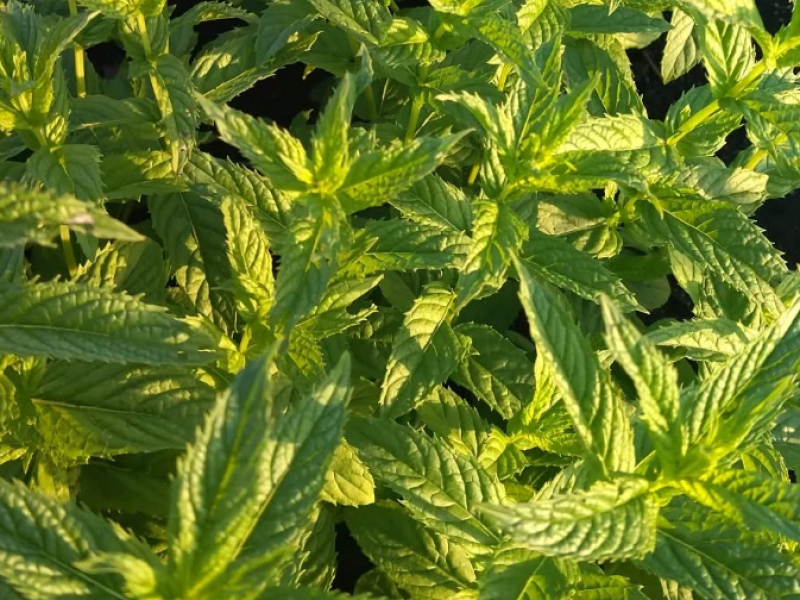 Мята Ванильная (Mentha vanilla)