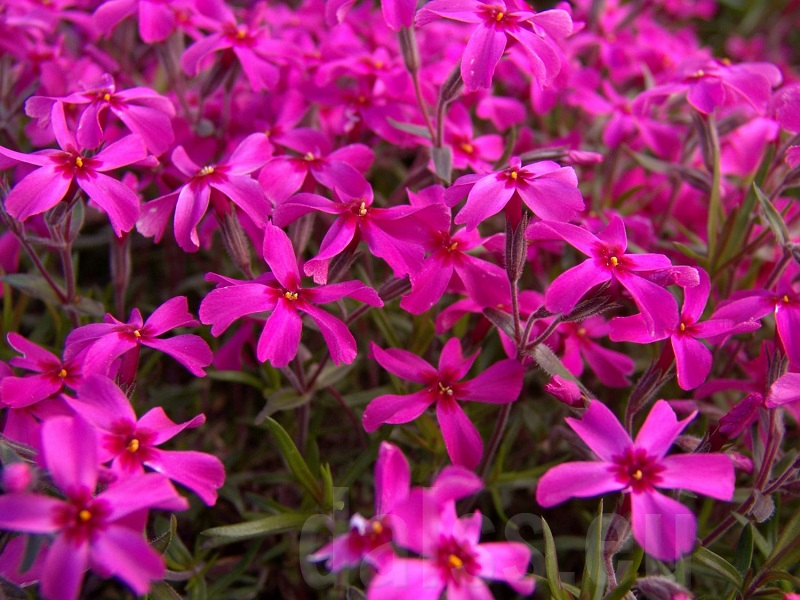 Флокс шиловидный Атропурпуреа (Atropurpurea) 