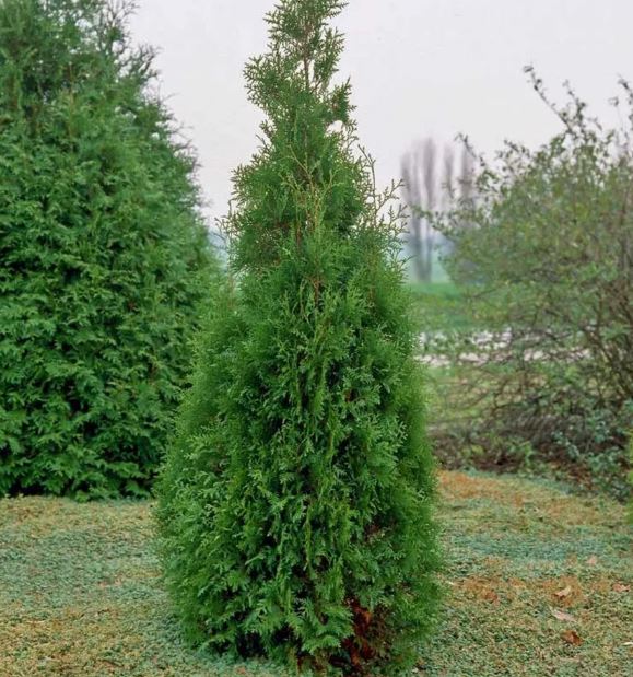 Туя западная Брабант (Brabant)