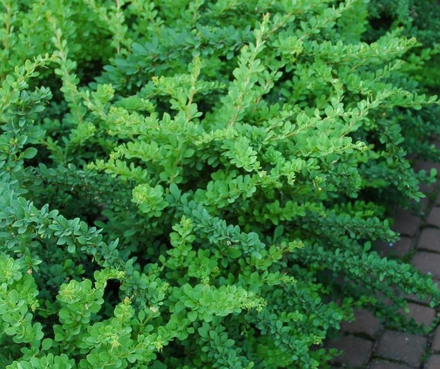 Барбарис Тунберга Грин Карпет (Green Carpet)
