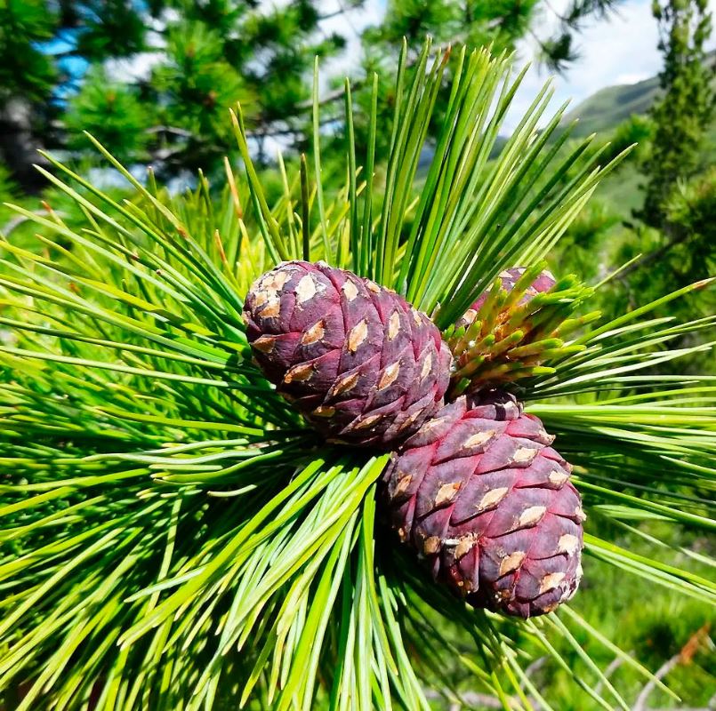 Сосна кедровая (Pinus cembra)