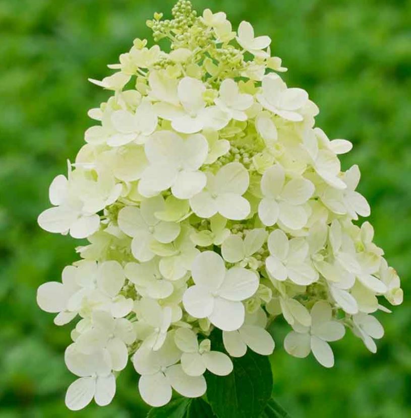 Гортензия метельчатая Пандриа (Pandria) 