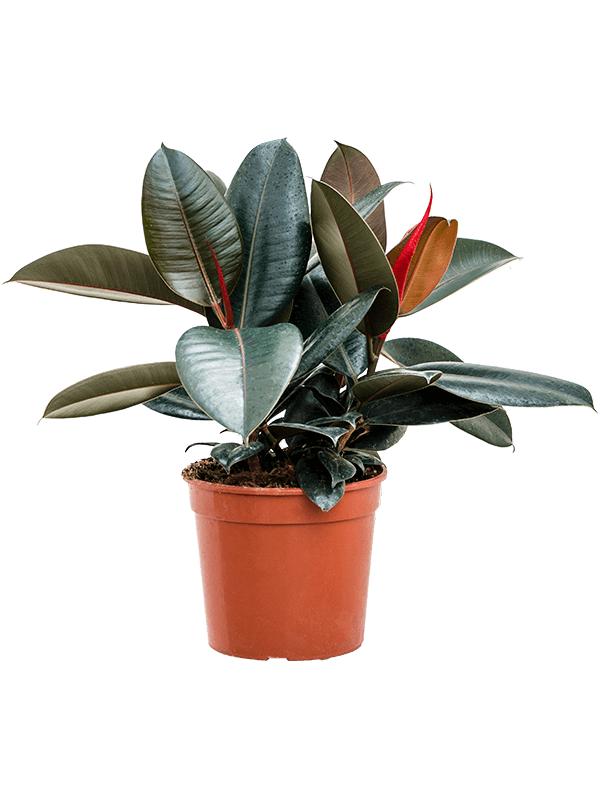 Фикус эластика Абиджан D-15 см