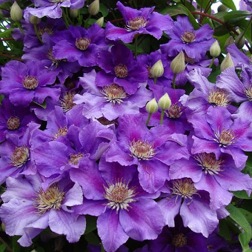 Клематис крупноцветковый Этуаль Виолет(Etoile Violette) 