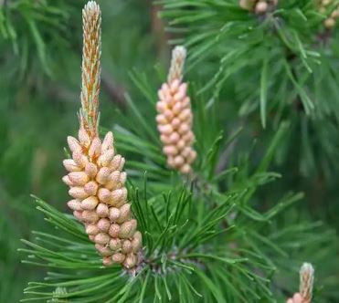 Сосна обыкновенная (Pinus sylvestris)
