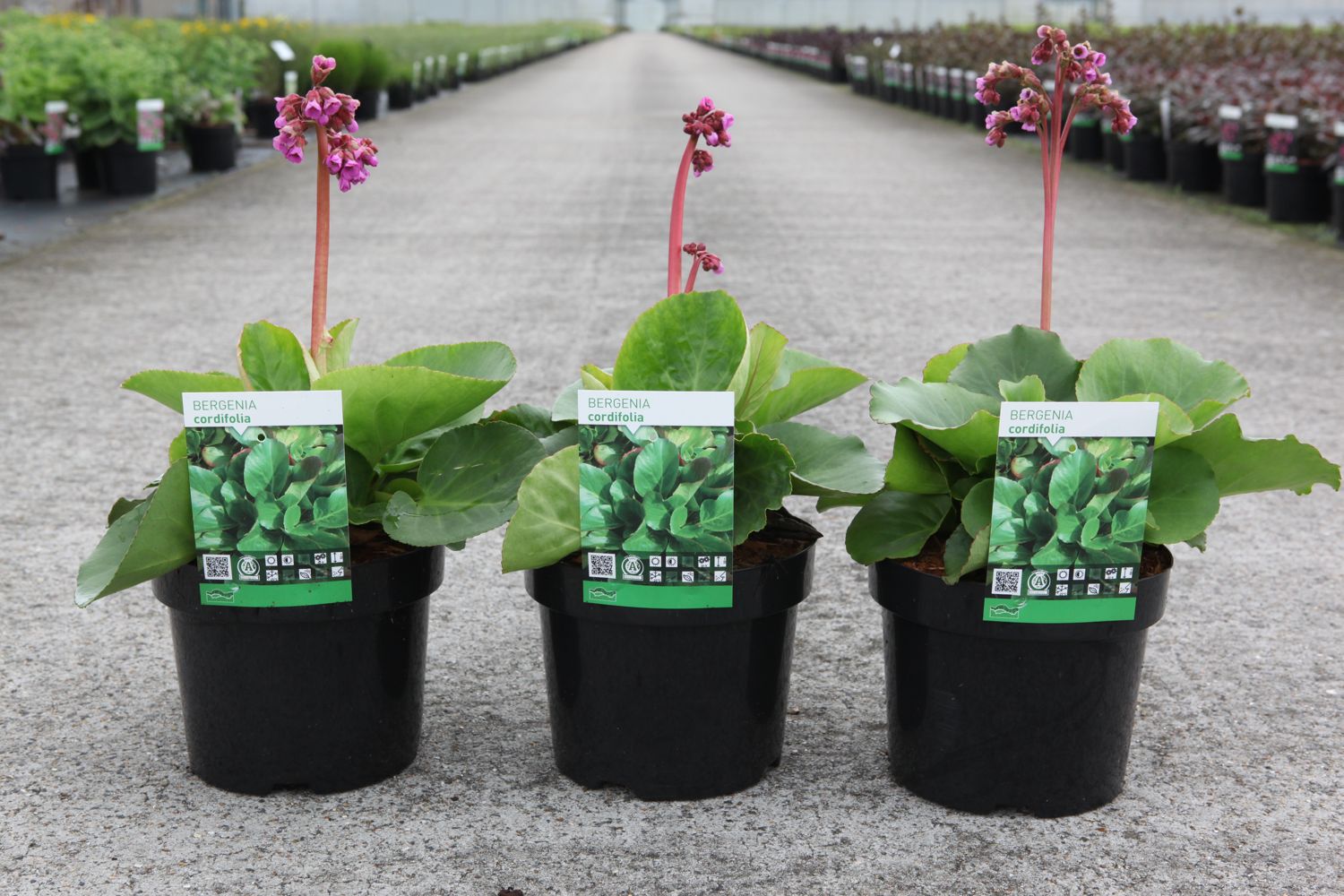 Бадан сердцелистный (Сordifolia)