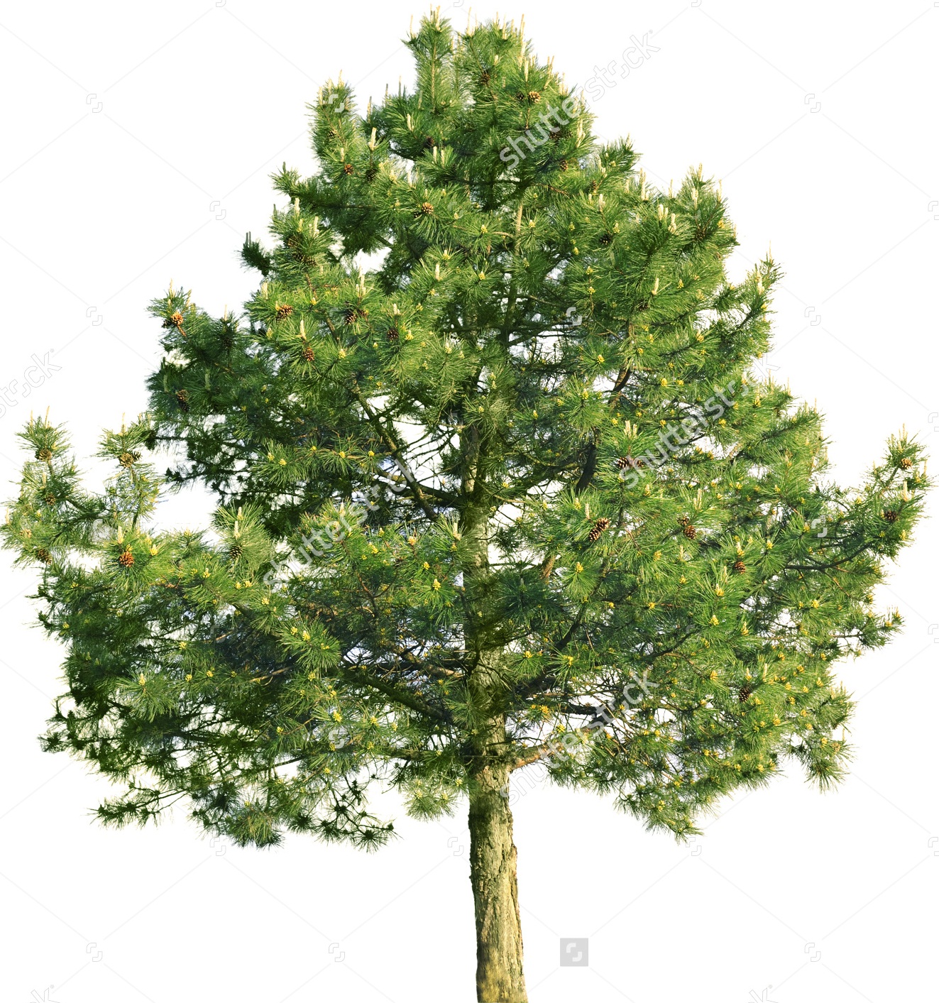 Сосна обыкновенная (Pinus sylvestris) контейнер 3 л ГХН23