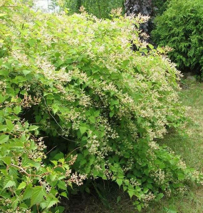 Стефанандра Танаки (Tanakae)