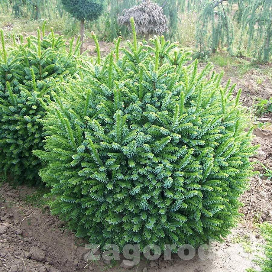 Ель сербская Нана (Nana)
