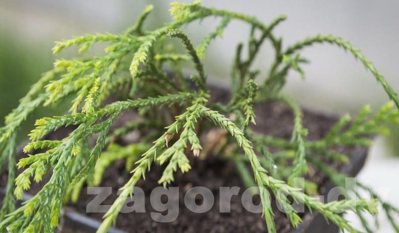 Кипарисовик горохоплодный Филифера Ауреа (Filifera Aurea) 