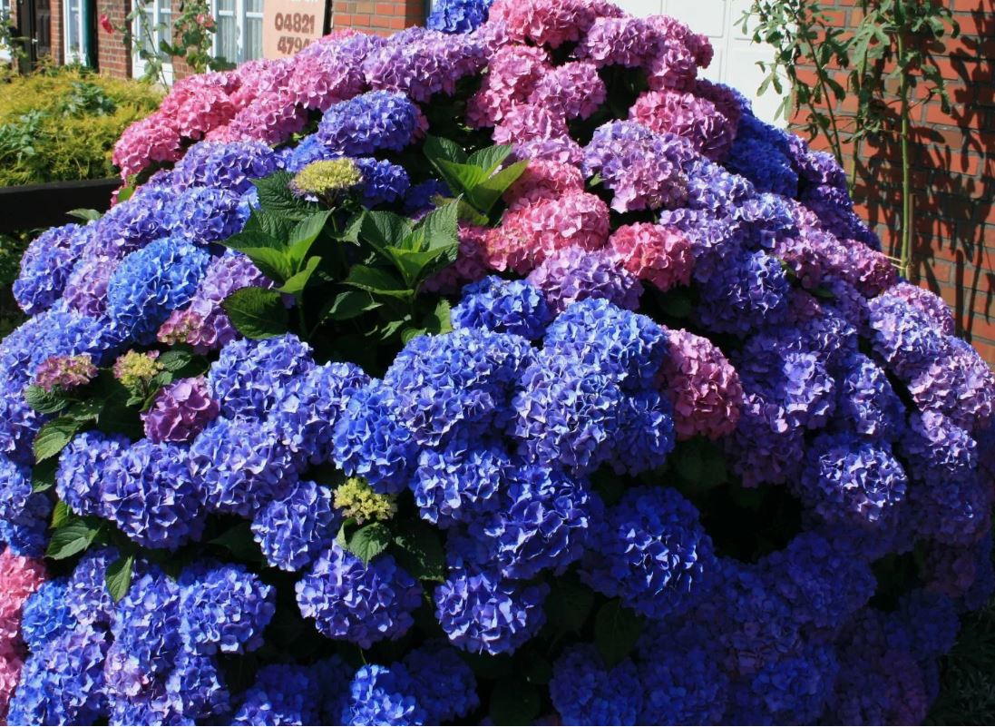 Гортензия крупнолистная Букет Роуз (Bouquet Rose) 