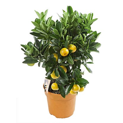 Цитрус Лимон (Citrus limon) 