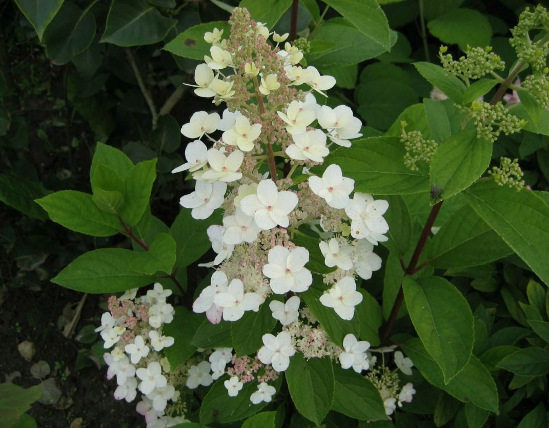 Гортензия метельчатая Киушу (Kyushu)