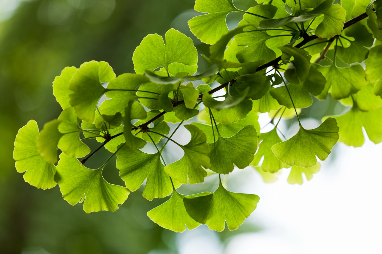 Гинкго Билоба (Ginkgo biloba)