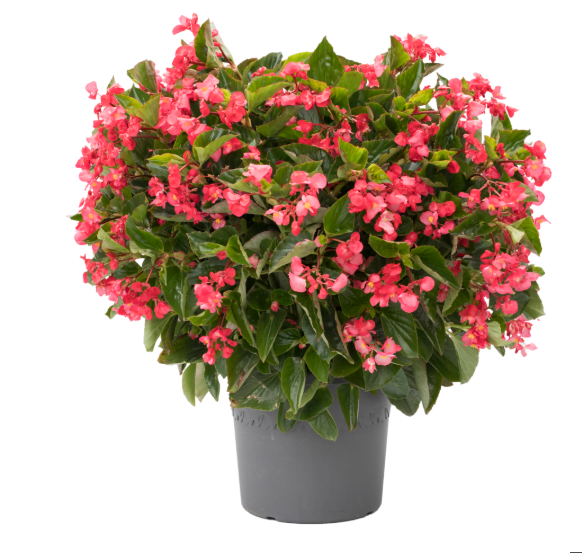 Бегония Викинг Розэ Грин (Viking Rose Green)