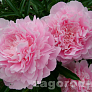 Пион травянистый Диннер Плейт (Dinner Plate) РЕС24