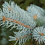 Ель колючая (Picea pungens)